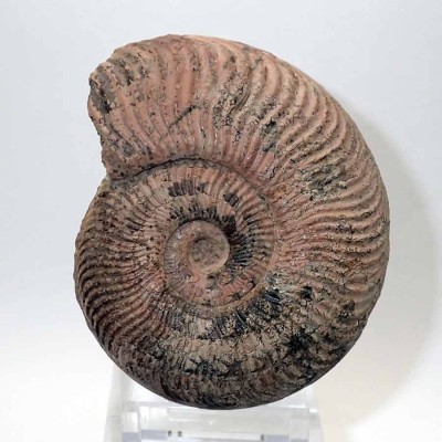 Buy collector's ammonites,Pseudogrammoceras fallaciosum-FA009