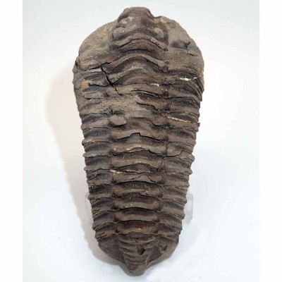 Buy, Diacalymene ouzregui FT427
