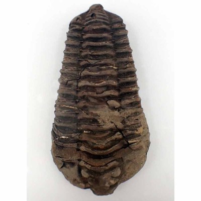 Buy, Diacalymene ouzregui FT427