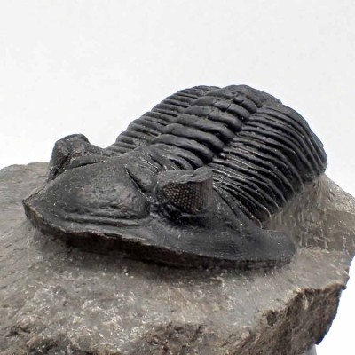 Hollardops mesocristata FT364