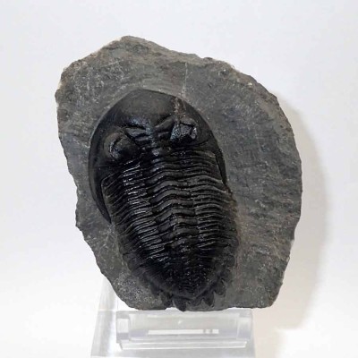 Hollardops mesocristata FT364