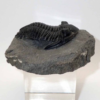 Hollardops mesocristata FT364