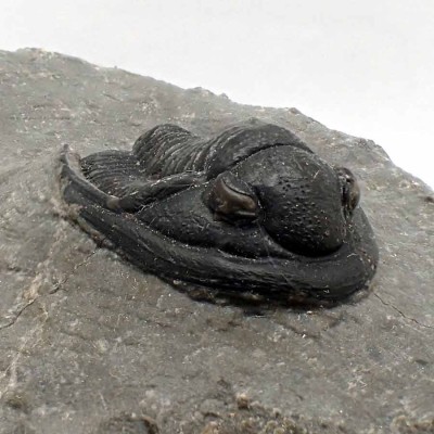 Buy collector's trilobite, Cornuproetus sp-FT523