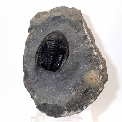 Buy collector's trilobite, Cornuproetus sp-FT523