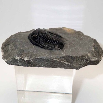Buy collector's trilobite, Cornuproetus sp-FT523