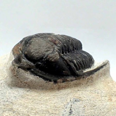 Buy collector's trilobite, Diademaproetus praecursor- FT69