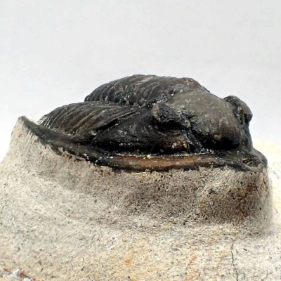 Buy collector's trilobite, Diademaproetus praecursor- FT69