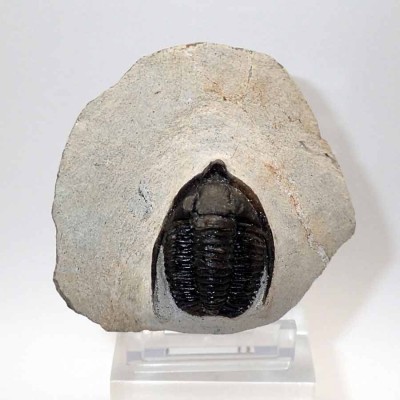 Buy collector's trilobite, Diademaproetus praecursor- FT69