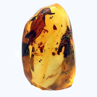 Collection of amber with insects and plant remains - A08