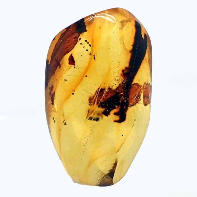 Collection of amber with insects and plant remains - A08