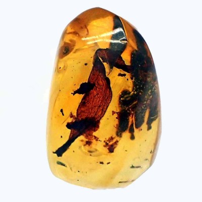Collection of amber with insects and plant remains - A08
