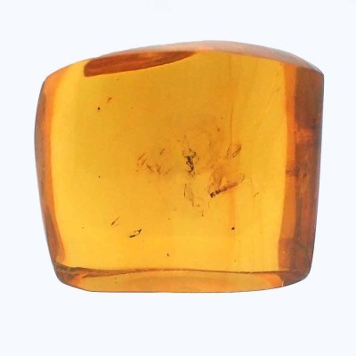 Insect in amber A12