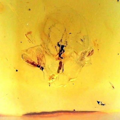 Insect in amber A12