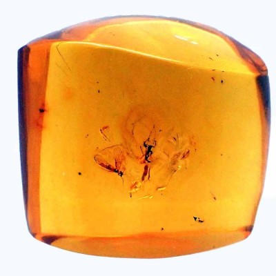 Insect in amber A12