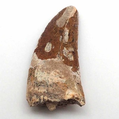 Buy Collection Dinosaurs tooth, Carchardosourus Saharicus - FD148