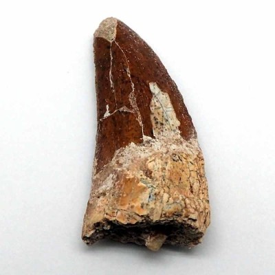 Buy Collection Dinosaurs tooth, Carchardosourus Saharicus - FD148