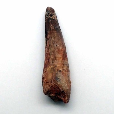 Comprar diente de Spinosaurus marrocanus FD158