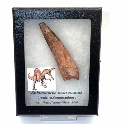 Comprar diente de Spinosaurus marrocanus FD158