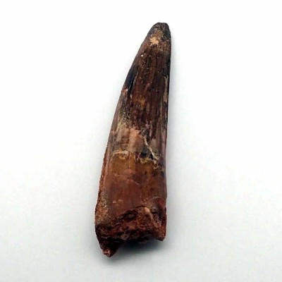 Comprar diente de Spinosaurus marrocanus FD158