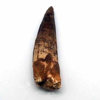 Buy tooth Spinosaurus aegyptiacus-FD147