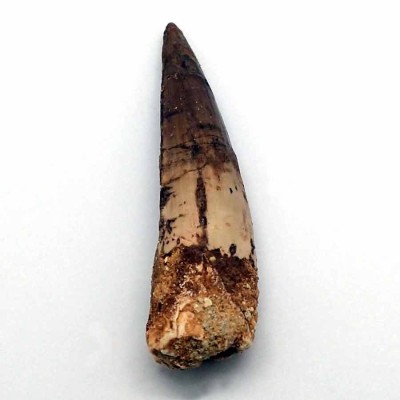Buy tooth Spinosaurus aegyptiacus-FD147