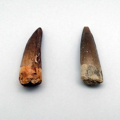 Buy tooth Spinosaurus aegyptiacus- FD164