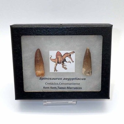 Buy tooth Spinosaurus aegyptiacus- FD164