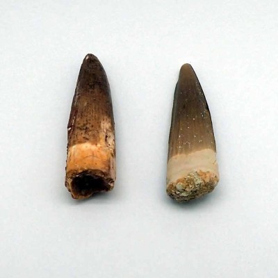Buy tooth Spinosaurus aegyptiacus- FD164