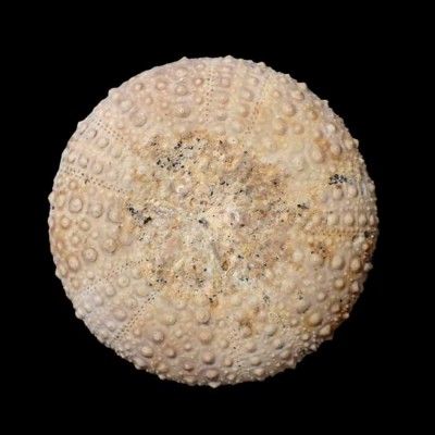Buy collectible echinoderms: Orthopsis milliaris - F603 Buy collectible echinoderms: Orthopsis milliaris - F603