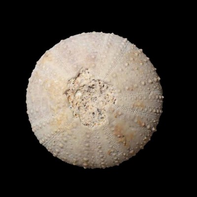 Buy collectible echinoderms: Orthopsis milliaris - F603 Buy collectible echinoderms: Orthopsis milliaris - F603