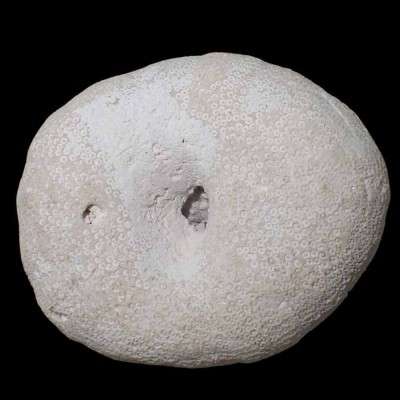 Buy a collectible echinoderm: Oligoygus wetherbyi - F599 Buy a collectible echinoderm: Oligoygus wetherbyi - F599