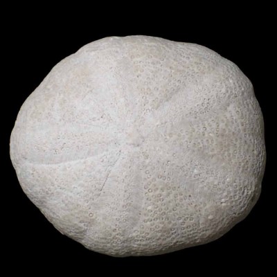 Buy a collectible echinoderm: Oligoygus wetherbyi - F599 Buy a collectible echinoderm: Oligoygus wetherbyi - F599