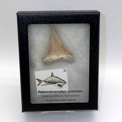 Dientes de colección Paleocarcarodon orientalis - F066 Dientes de colección Paleocarcarodon orientalis - F066