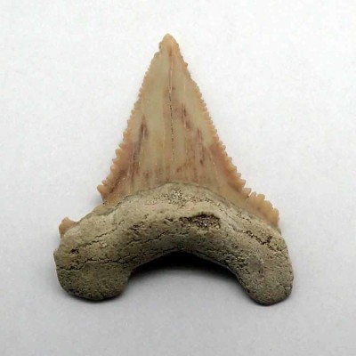 Dientes de colección Paleocarcarodon orientalis - F066 Dientes de colección Paleocarcarodon orientalis - F066