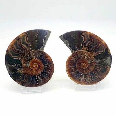 Ammonites de colección Cleoniceras besairiei(seccionado) - FA044