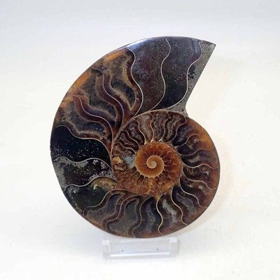 Ammonites de colección Cleoniceras besairiei(seccionado) - FA044