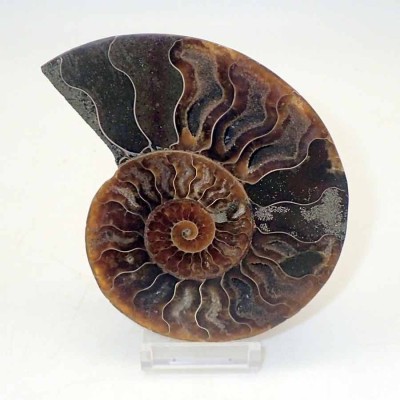 Ammonites de colección Cleoniceras besairiei(seccionado) - FA044