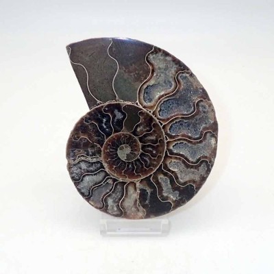 Ammonites de colección Cleoniceras besairiei(seccionado) - FA011 Ammonites de colección Cleoniceras besairiei(seccionado) - FA011