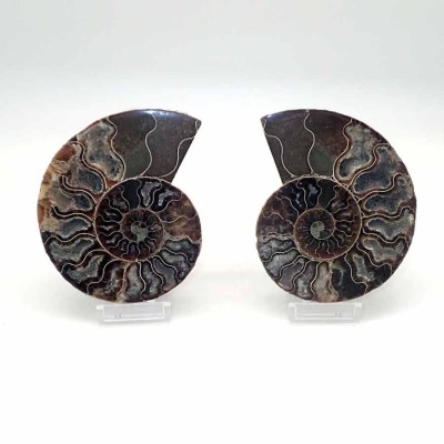 Ammonites de colección Cleoniceras besairiei(seccionado) - FA011 Ammonites de colección Cleoniceras besairiei(seccionado) - FA011