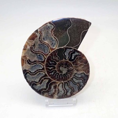 Ammonites de colección Cleoniceras besairiei(seccionado) - FA011 Ammonites de colección Cleoniceras besairiei(seccionado) - FA011