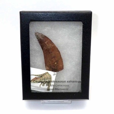 Comprar diente de Carcharadontosaurus saharicus - FD149 Comprar diente de Carcharadontosaurus saharicus - FD149