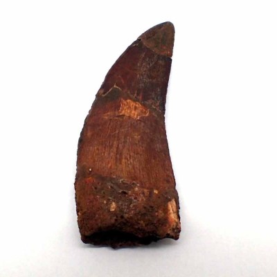 Comprar diente de Carcharadontosaurus saharicus - FD149 Comprar diente de Carcharadontosaurus saharicus - FD149