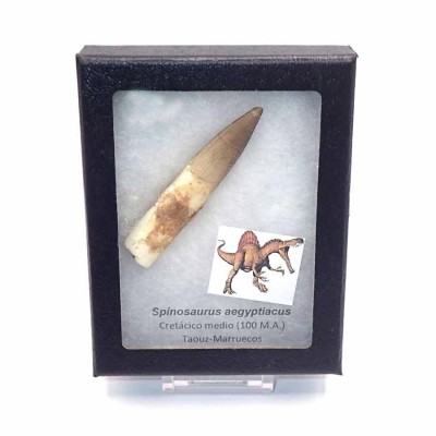 Comprar diente Spinosaurus aegyptiacus-FD150 Comprar diente Spinosaurus aegyptiacus-FD150