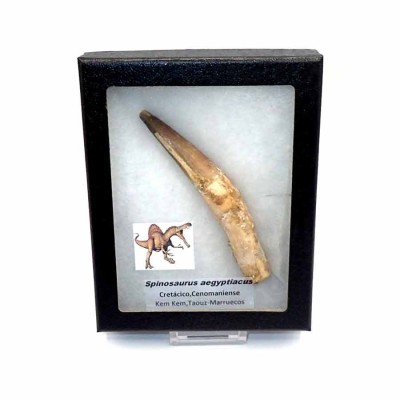 Comprar dientges de Dinosaurio, Spinosaurus aegyptiacus - FD154 Comprar dientges de Dinosaurio, Spinosaurus aegyptiacus - FD154
