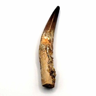 Comprar dientges de Dinosaurio, Spinosaurus aegyptiacus - FD154 Comprar dientges de Dinosaurio, Spinosaurus aegyptiacus - FD154