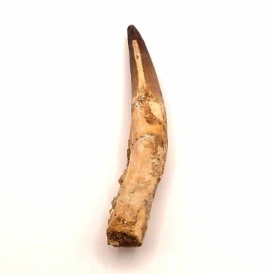 Comprar dientges de Dinosaurio, Spinosaurus aegyptiacus - FD154 Comprar dientges de Dinosaurio, Spinosaurus aegyptiacus - FD154