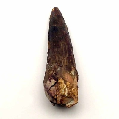 Buy Spinosaurus aegyptiacus tooth- FD168 Buy Spinosaurus aegyptiacus tooth- FD168