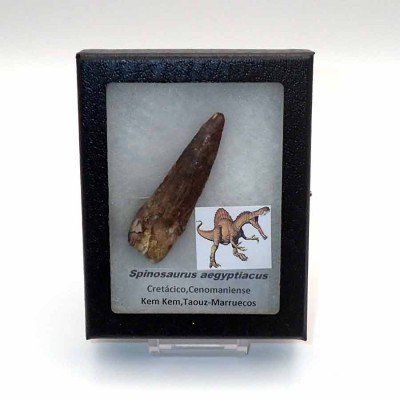 Buy Spinosaurus aegyptiacus tooth- FD168 Buy Spinosaurus aegyptiacus tooth- FD168