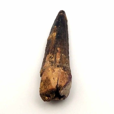 Buy Spinosaurus aegyptiacus tooth- FD168 Buy Spinosaurus aegyptiacus tooth- FD168