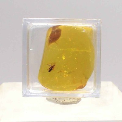 Insect in amber A16